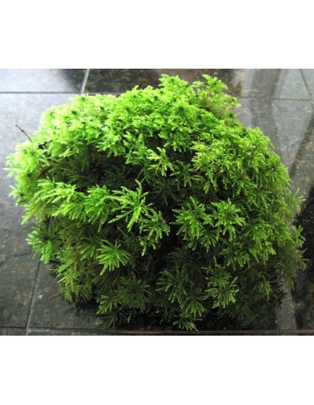 Palm Moss (Terrarium)