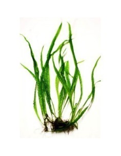 Microsorum Pteropus Needle Leaf (Java Fern Needle Leaf)