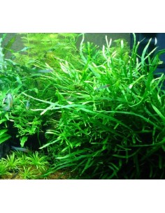 Microsorum Pteropus Needle Leaf (Java Fern Needle Leaf) 2