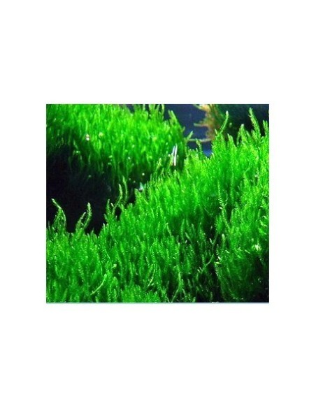 Taxiphyllum sp. Flame Moss