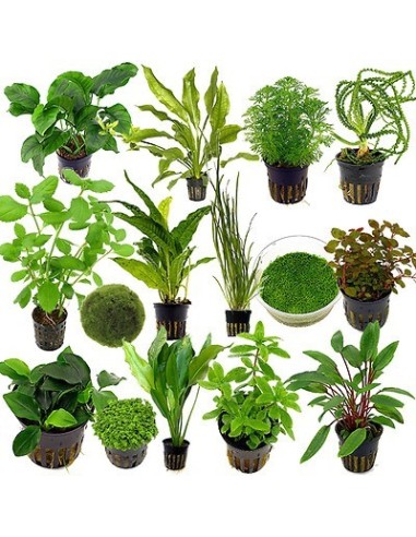 Green Plants Pot Combo (Small & Big leaf)