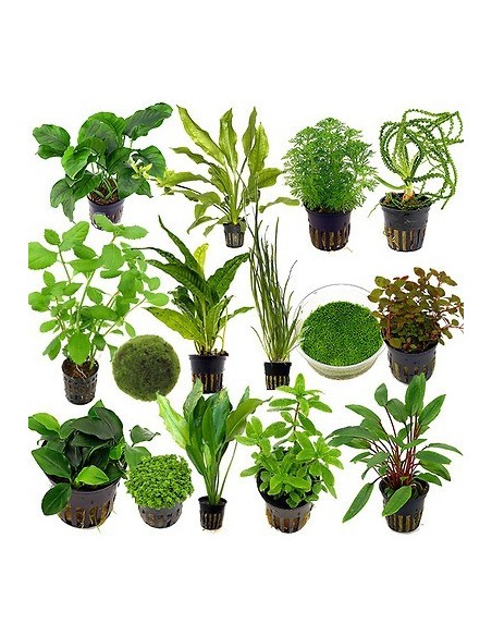 Green Plants Pot Combo (small leaf)