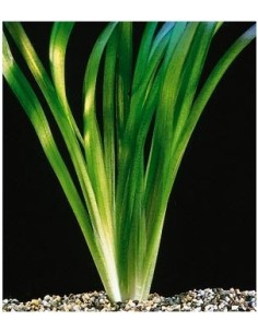 Vallisneria Giant