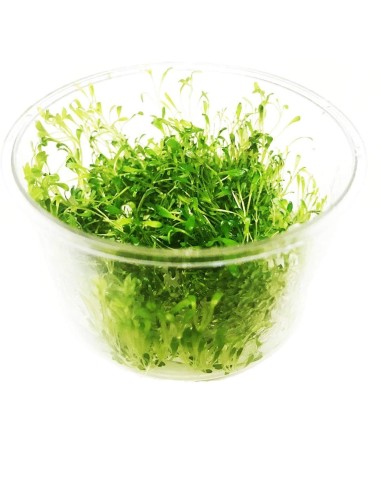 Glossostigma elatinoides - Tissue Culture Cup