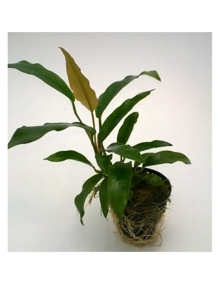 Anubias barteri var. glabra