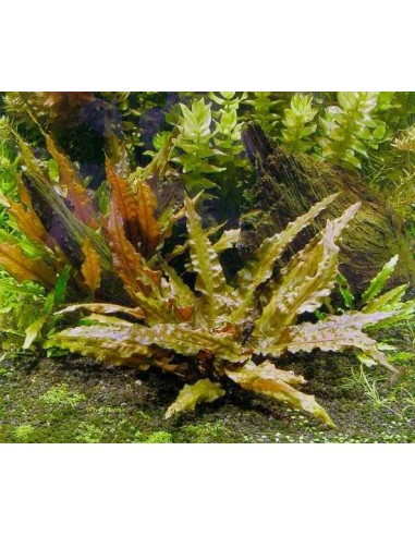 Cryptocoryne wendtii 'tropica'