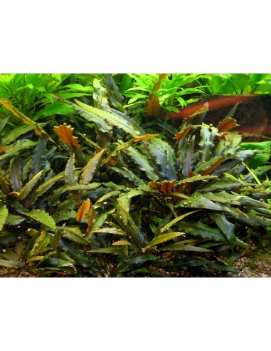 Cryptocoryne wendtii 'brown'