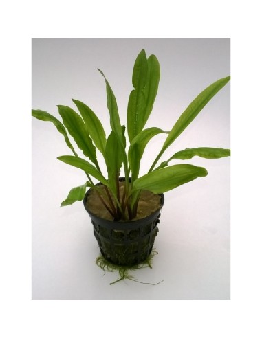 Cryptocoryne cognatoides