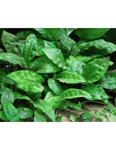 Cryptocoryne 'pontederiifolia'