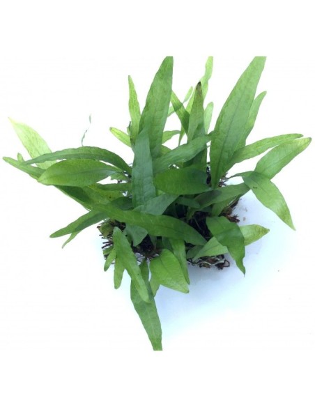 Microsorum pteropus 'philippine'