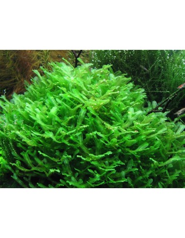 Vesicularia sp 'mini christmas moss'