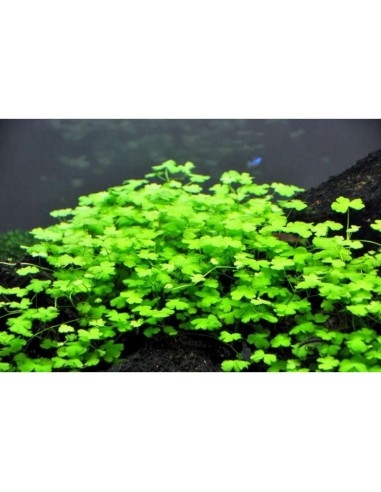 Hydrocotyle tripartita 'honda'