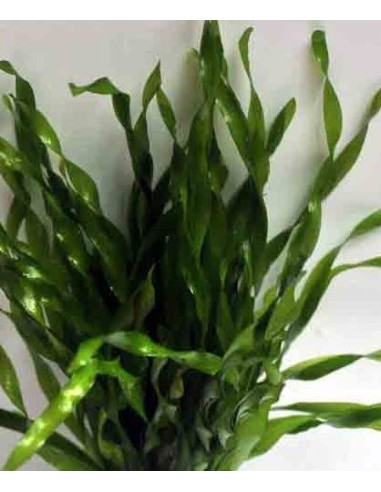 Vallisneria 'mini twister'