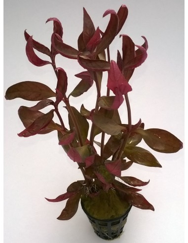 Alternanthera sp. 'burgundy  leaves'