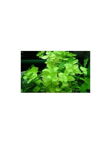 Bacopa australis