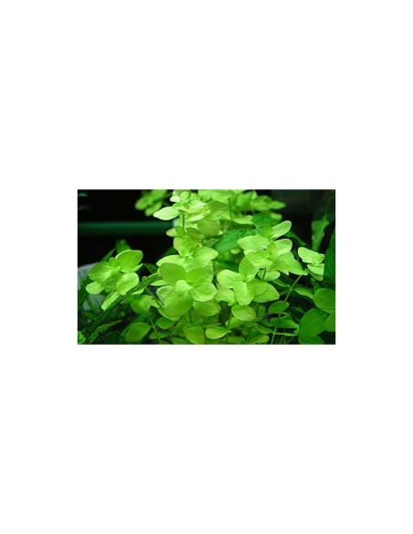 Bacopa australis