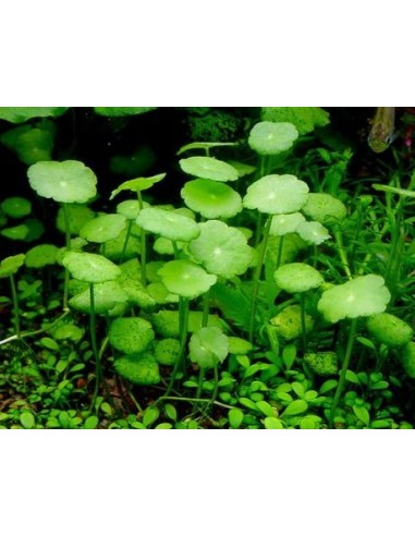 Hydrocotyle verticillata