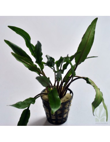 Cryptocoryne wendtii