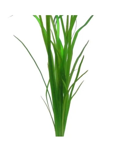 Vallisneria Natans