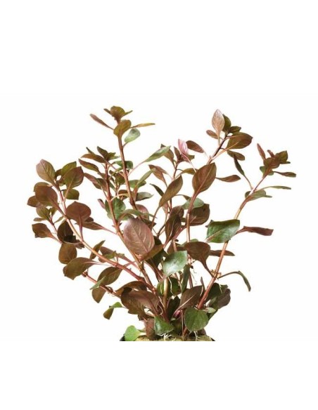 Ludwigia sp. "mini super red"