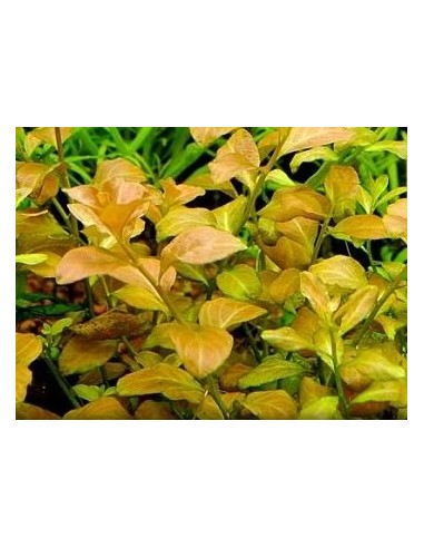 Ludwigia ovalis