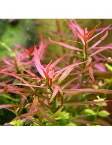 Ludwigia brevipes