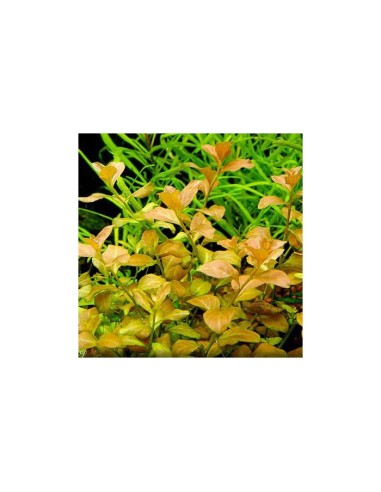 Ludwigia atlantis 'dark orange'