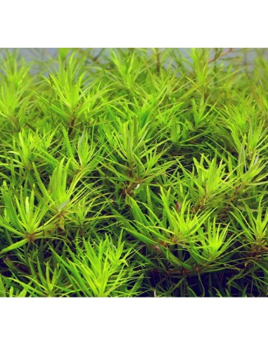 Limnophila 'vietnam'