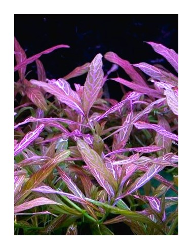 Hygrophila polysperma 'rosanervig'