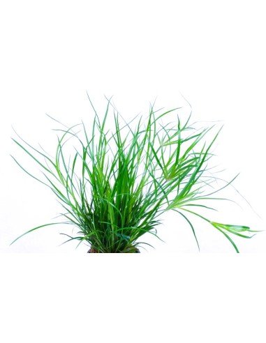 Juncus repens