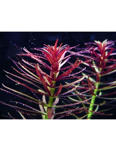 Limnophila  aromatica/ hippuroides-purple (Bulk)