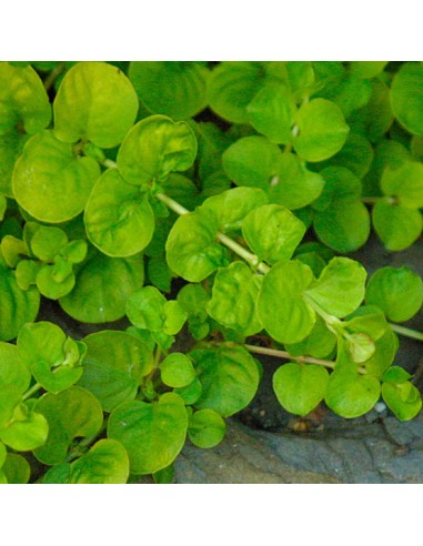 Lysimachia nummularia - green