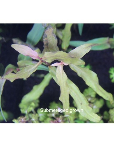 Polygonum sp. 'broad leaf'