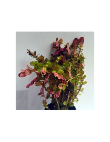 Rotala macrandra - pink