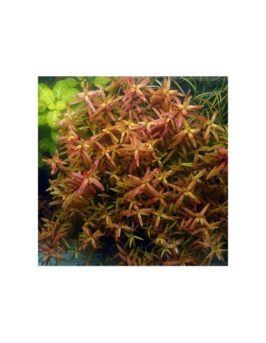 Rotala rotundifolia 'twilight'