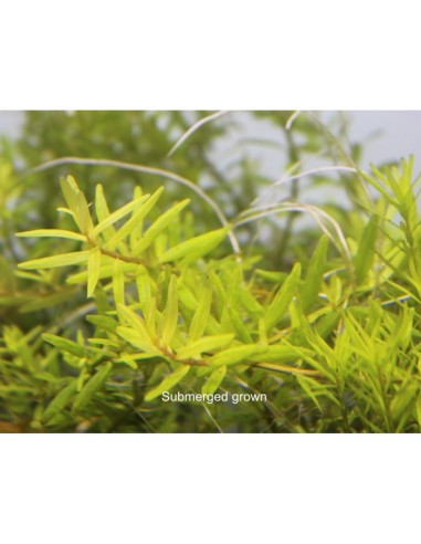 Rotala sp. 'big bear'