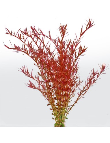 Rotala var. 'blood red' pot (submerged)