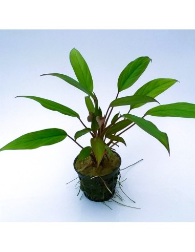 Aglaonema simplex (Terrarium plant)