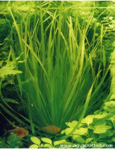 Blyxa aubertii