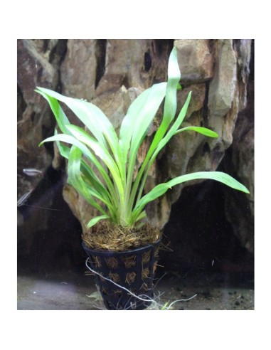 Cryptocoryne spiralis "broad leaf"