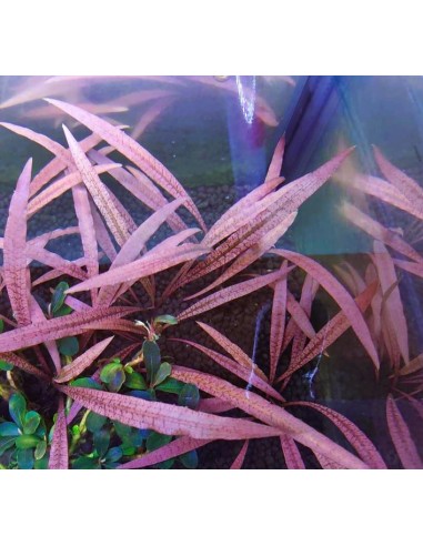 Cryptocoryne spiralis "tiger"