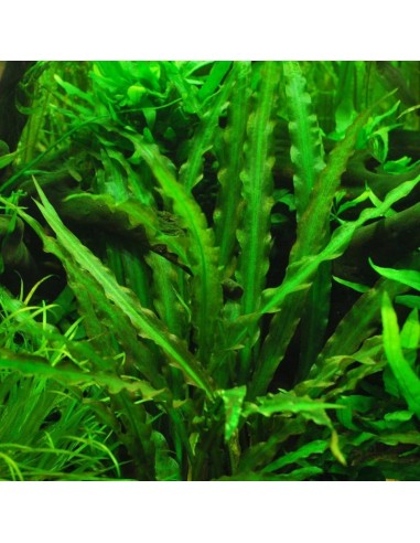 Cryptocoryne spiralis 'green'