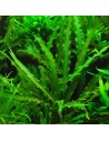 Cryptocoryne spiralis 'green'