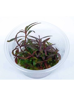 Hygrophila lancea 'araguaia' TC