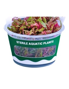 Hygrophila pinnatifida 'roseus' TC