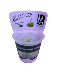 Bacopa monnieri 'Platinum' TC