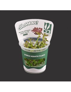 Bacopa salzmannii 'Purple' var SG TC