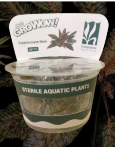 Cryptocoryne Nurii TC
