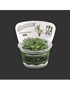 Cryptocoryne Pygmi TC
