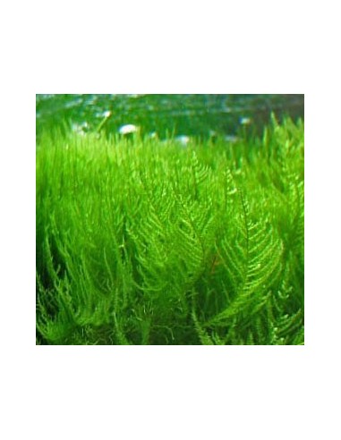 Erect Moss (Vesicularia Reticulata)